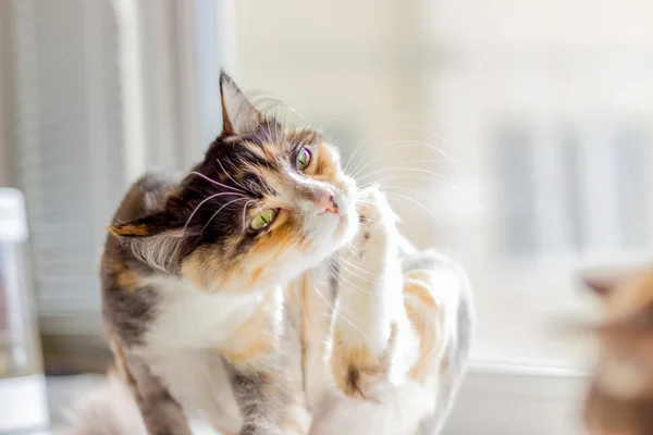 O gato posa para a câmera — Fotografia de Stock