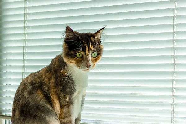 The cat poses for the camera — Stock Photo, Image