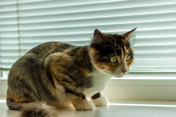 The cat poses for the camera — Stock Photo, Image