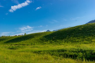 Yaz aylarında Altay dağ