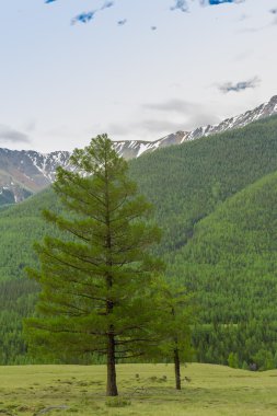 Yaz aylarında Altay dağ