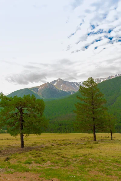 Montanha Altai no verão — Fotografia de Stock