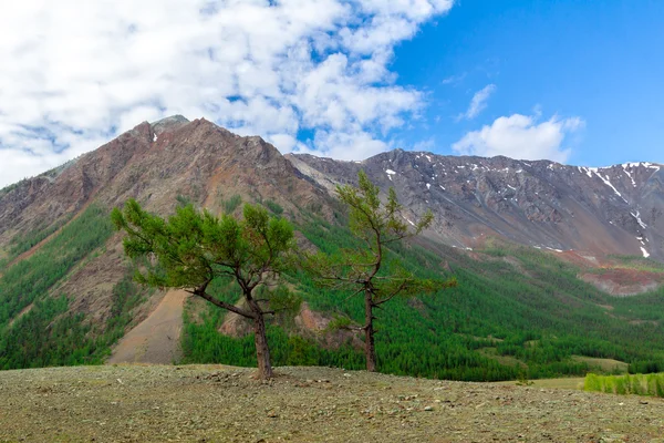 Montaña Altai en verano — Foto de Stock
