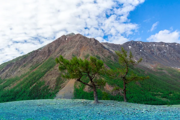 Montaña Altai en verano —  Fotos de Stock