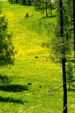 Altay Dağları'nın Cumhuriyeti
