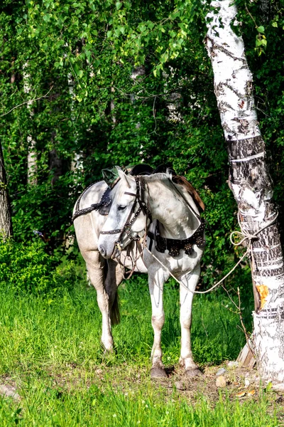 Hest som beiter på engen – stockfoto