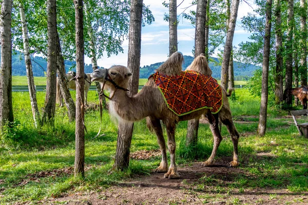 Altai Bactrian camello — Foto de Stock