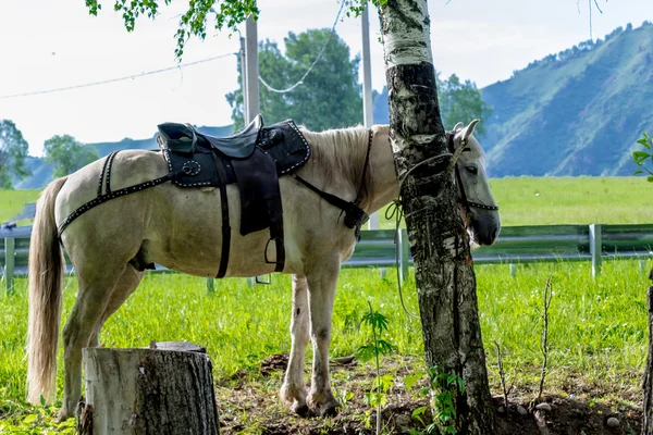 Pâturage de chevaux dans la prairie — Photo