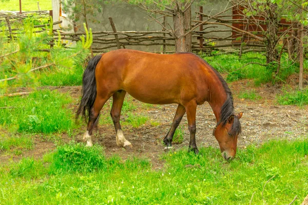 Pâturage de chevaux dans la prairie — Photo