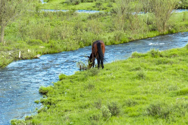 Horse grazing in the meadow — Stock Photo, Image