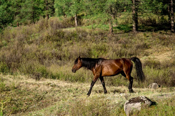 Paardenweiden in het weiland — Stockfoto