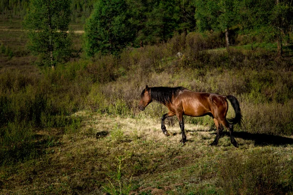 Pâturage de chevaux dans la prairie — Photo