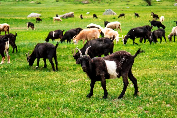 Domácí zvířata na pastvě — Stock fotografie