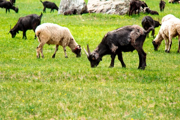 Animaux de compagnie sur pâturage — Photo