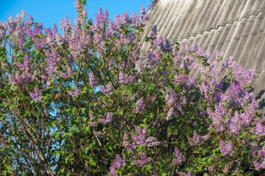 Kalın leylak çalıları mayıs ayı başlarında açar.