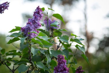 Bir demet leylak Mayıs ayı başlarında çiçek açtı..