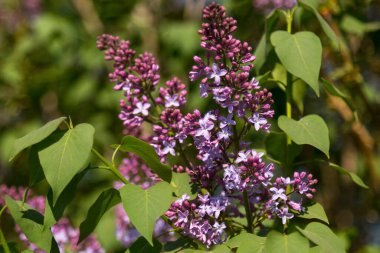 Bir demet leylak Mayıs ayı başlarında çiçek açtı..