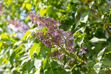 Bir demet leylak Mayıs ayı başlarında çiçek açtı..