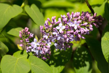 Bir demet leylak Mayıs ayı başlarında çiçek açtı..