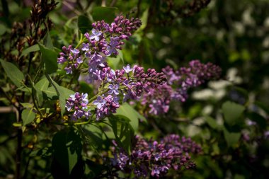 Bir demet leylak Mayıs ayı başlarında çiçek açtı..
