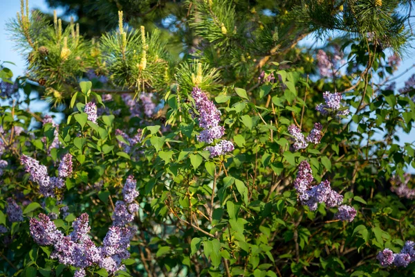 Arbusto Lilás Grosso Floresce Início Primavera Início Maio — Fotografia de Stock