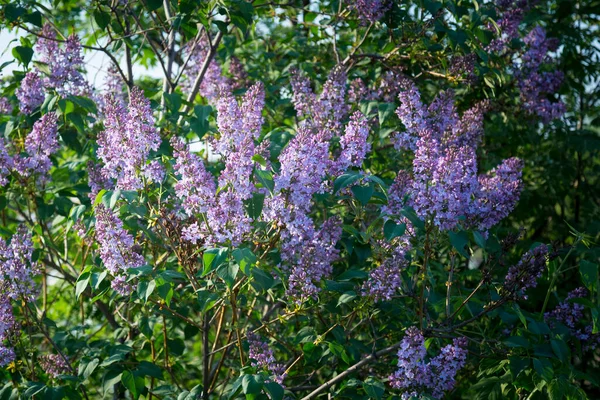 Arbusto Lilás Grosso Floresce Início Primavera Início Maio — Fotografia de Stock