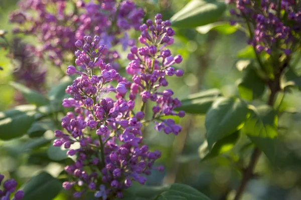 Grupo Lilás Floresceu Início Primavera Início Maio — Fotografia de Stock