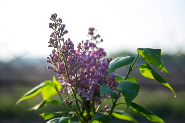 Grupo Lilás Floresceu Início Primavera Início Maio — Fotografia de Stock