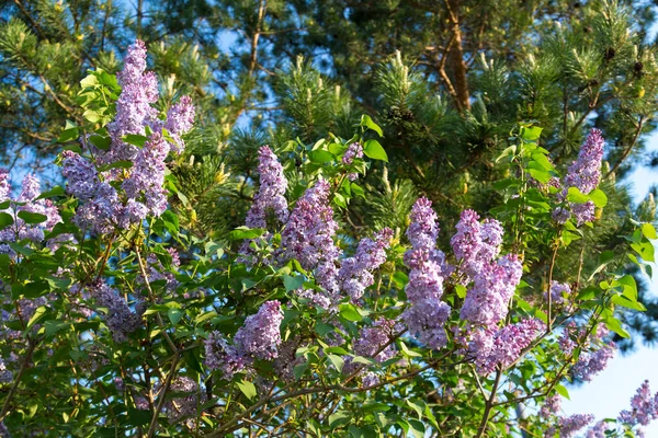 Tät Syrenbuske Blommar Tidigt Våren Början Maj Mot Bakgrund Gran — Stockfoto