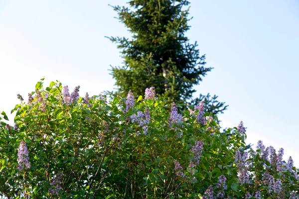 Denso Arbusto Lilás Floresce Início Primavera Início Maio Contra Fundo — Fotografia de Stock