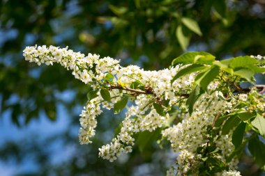 İlkbaharın başında kiraz çiçekleri açar.