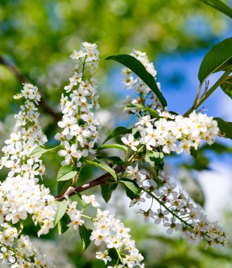 İlkbaharın başında kiraz çiçekleri açar.