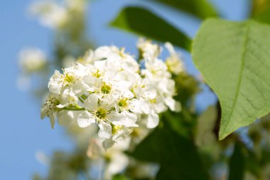 İlkbaharın başında kiraz çiçekleri açar.