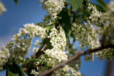 İlkbaharın başında kiraz çiçekleri açar.