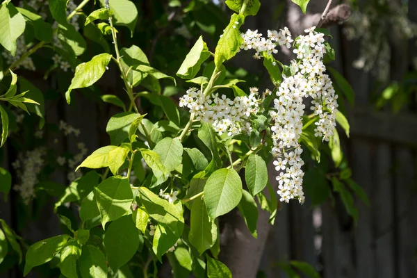 Bunches of bird cherry blossom in early spring in early May