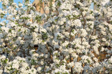 İlkbaharın başlarında sık bir elma çalısı mavi bir gökyüzüne karşı açar.