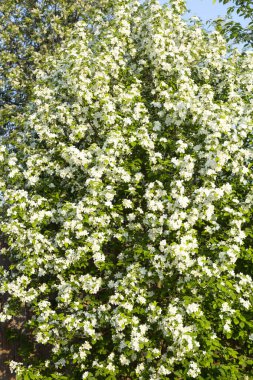 İlkbaharın başlarında sık bir elma çalısı mavi bir gökyüzüne karşı açar.