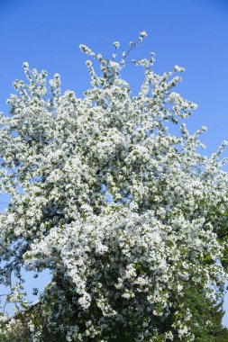 İlkbaharın başlarında sık bir elma çalısı mavi bir gökyüzüne karşı açar.