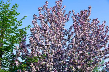 İlkbaharın başlarında sık bir elma çalısı mavi bir gökyüzüne karşı açar.