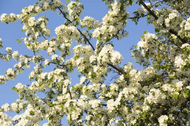 İlkbaharın başlarında sık bir elma çalısı mavi bir gökyüzüne karşı açar.