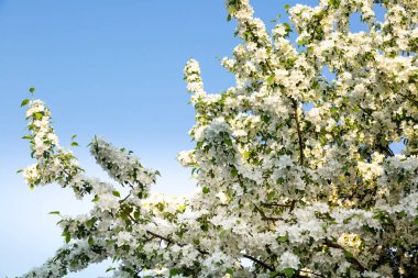 İlkbaharın başlarında sık bir elma çalısı mavi bir gökyüzüne karşı açar.