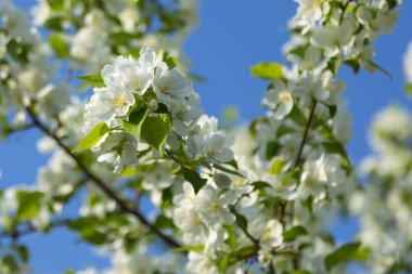 İlkbaharın başlarında sık bir elma çalısı mavi bir gökyüzüne karşı açar.
