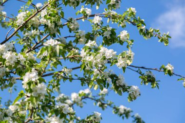 İlkbaharın başlarında sık bir elma çalısı mavi bir gökyüzüne karşı açar.