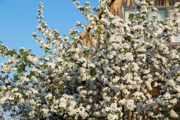 Dense Apple Bush Blooms Early Spring Early May Blue Sky — Stock Photo, Image