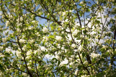 İlkbaharın başlarında sık bir elma çalısı mavi bir gökyüzüne karşı açar.