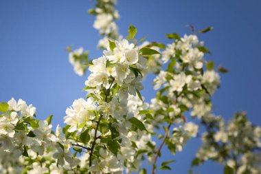 Kar beyazı elma çiçeği yakın plan ve bulanık arkaplan