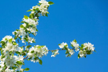 Kar beyazı elma çiçeği yakın plan ve bulanık arkaplan