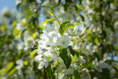 Kar beyazı elma çiçeği yakın plan ve bulanık arkaplan