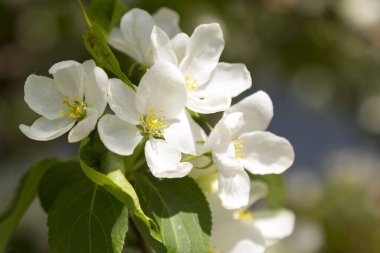 Kar beyazı elma çiçeği yakın plan ve bulanık arkaplan