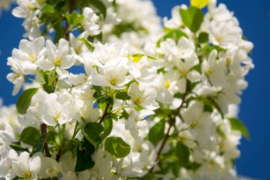 Kar beyazı elma çiçeği yakın plan ve bulanık arkaplan